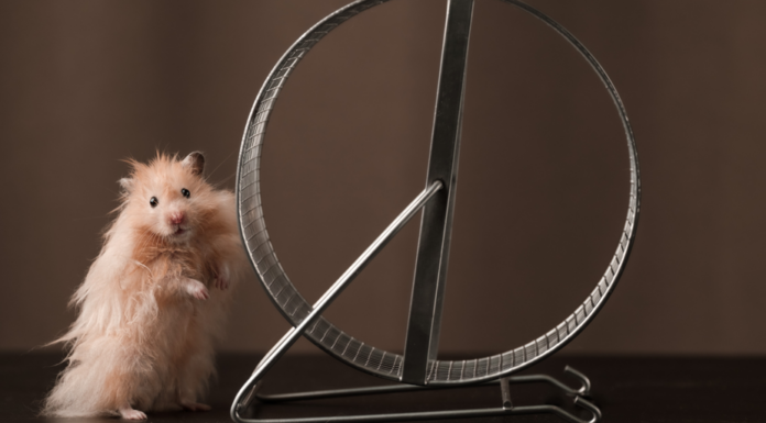 ‘Hamster Kombat’ sigue exigiendo más amigos: ya son suficientes