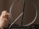 ‘Hamster Kombat’ sigue exigiendo más amigos: ya son suficientes