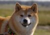 Forbes: Shiba Inu (SHIB) está 'estableciendo estándares para la industria financiera tradicional'