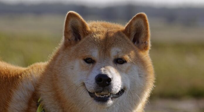 Forbes: Shiba Inu (SHIB) está 'estableciendo estándares para la industria financiera tradicional'