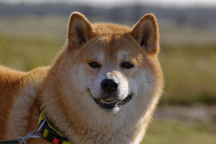 shiba-inu-768x512.jpg