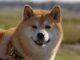 Forbes: Shiba Inu (SHIB) está 'estableciendo estándares para la industria financiera tradicional'