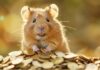 Hamster Kombat anuncia intercambios que incluirán HMSTR después del lanzamiento aéreo