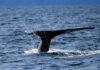 ¿Comprar en las caídas? Las ballenas de XRP están haciendo exactamente eso: ¿se avecina una subida de precios?