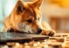 La blockchain de Shiba Inu enfrenta problemas y las tarifas del gas aumentan más del 500%