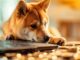 La blockchain de Shiba Inu enfrenta problemas y las tarifas del gas aumentan más del 500%