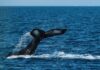$BTC: Analista destacado sobre el apetito de las ballenas criptográficas por Bitcoin en medio de las sacudidas del mercado