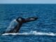 $BTC: Analista destacado sobre el apetito de las ballenas criptográficas por Bitcoin en medio de las sacudidas del mercado