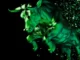 3 altcoins por debajo de 1 dólar que se dispararán en el próximo rally alcista de Bitcoin