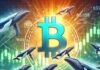 Las ballenas de Bitcoin obtienen ganancias tras el último salto de precio: esto es lo que vendieron
