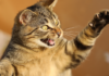 Los jugadores de 'Catizen' están enojados por los cambios inesperados en el airdrop del juego de Telegram