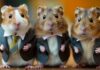 Hamster Kombat aplica un mecanismo anti-trampas antes del lanzamiento aéreo