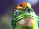 PEPE enfrenta una posible caída del 5% y apunta a volver a probar el nivel de soporte clave
