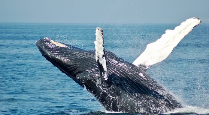 Las ballenas de Litecoin en movimiento: ¿podrán llevar el precio de LTC nuevamente a $75?