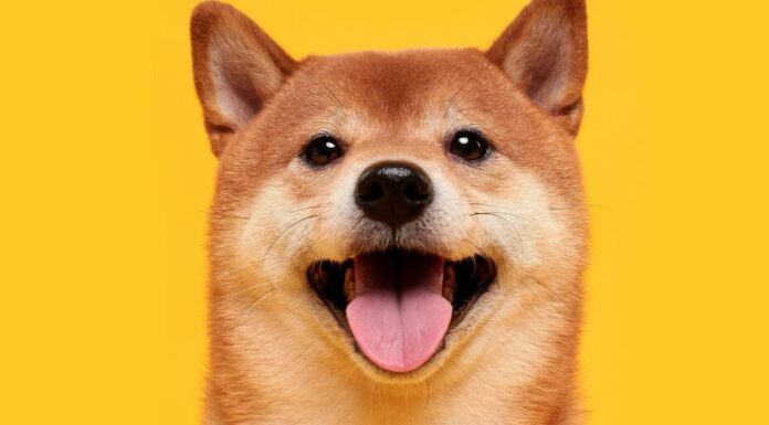 Dogecoin vuelve a estar en la luna después de que Musk dejara de mencionar el token durante el ayuntamiento de Pensilvania