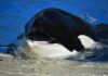 Las ballenas acumulan 40 millones de XRP en 48 horas: ¿hacia dónde se dirige el precio?