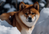Observación de precios de Shiba Inu: el repunte del 60 % capta la atención de las ballenas: ¿se avecina más crecimiento?