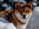 Observación de precios de Shiba Inu: el repunte del 60 % capta la atención de las ballenas: ¿se avecina más crecimiento?