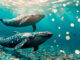 Ballenas intercambian BTC por ETH + nuevas memecoins: Pepe Unchained vende US$55 millones