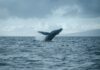 ¿Las ballenas Bitcoin van a lo seguro? Las direcciones que tienen más de 1000 BTC disminuyen antes de las elecciones en EE. UU.
