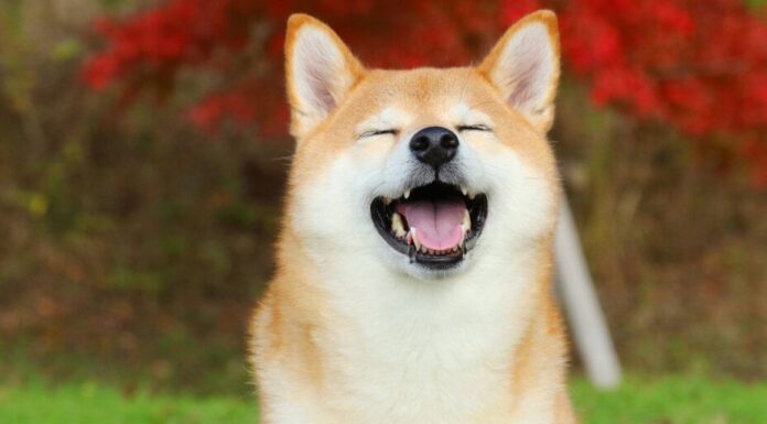Floki alcanza un precio máximo de cinco meses en los planes de cotización de Coinbase a medida que Dogecoin cae