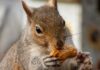 El propietario de Peanut Pet lanza un nuevo token y amenaza con demandar a la comunidad criptográfica