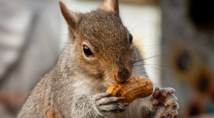 El propietario de Peanut Pet lanza un nuevo token y amenaza con demandar a la comunidad criptográfica
