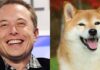 Elon Musk y Dogecoin: cómo el multimillonario se convirtió en el 'Dogefather'