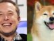 Elon Musk y Dogecoin: cómo el multimillonario se convirtió en el 'Dogefather'