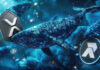 Ripple Whales compra 30 millones de XRP en 24 horas esperando un gran movimiento mientras este rival sigue sus ganancias