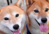 El precio de Dogecoin sube a medida que Shiba Inu alcanza su máximo de 8 meses