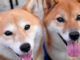 El precio de Dogecoin sube a medida que Shiba Inu alcanza su máximo de 8 meses