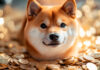 Advertencia de caída: Shiba Inu podría caer un 20% incluso después de la apreciación