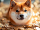 Advertencia de caída: Shiba Inu podría caer un 20% incluso después de la apreciación