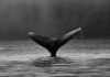 'Se acerca la ola de la ADA': las ballenas Cardano continúan comprando a medida que el precio intenta romperse