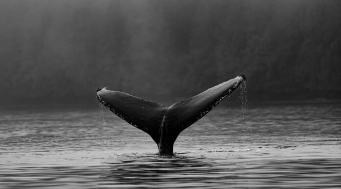 'Se acerca la ola de la ADA': las ballenas Cardano continúan comprando a medida que el precio intenta romperse