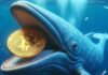 Las ballenas Bitcoin aumentan a medida que el mercado ve un auge de precios: lo que significa
