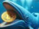 Las ballenas Bitcoin aumentan a medida que el mercado ve un auge de precios: lo que significa