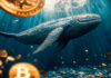Las ballenas compran bitcoin en el otoño: ¿puede el precio exceder los $ 80,000?