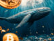 Las ballenas compran bitcoin en el otoño: ¿puede el precio exceder los $ 80,000?
