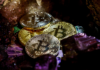 Puedes ganar Bitcoin real para jugar este juego minero de gemas