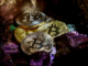 Puedes ganar Bitcoin real para jugar este juego minero de gemas