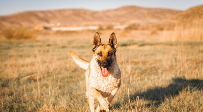 CZ Sparks Memecoin Frenzy with Dog Picture: Four.Meme comienza el evento de apuestas ficheñas