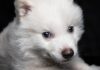 Dire Wolf Solana Meme Coin se eleva a un límite de mercado de $ 13.6M después de 'extinción'