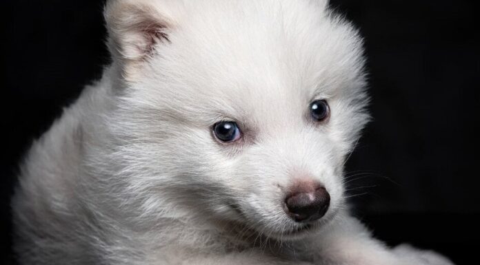 Dire Wolf Solana Meme Coin se eleva a un límite de mercado de $ 13.6M después de 'extinción'
