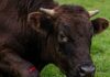 Bitcoin Bulls aplastado: $ 500 millones de liquidación Shakes Market Confianza